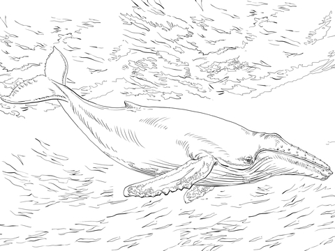 Diving Humpback Whale Coloring Page